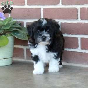 Lamar, Shih Tzu Mix Puppy