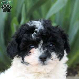 Lamar, Toy Poodle Puppy