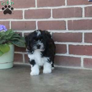Lamar, Shih Tzu Mix Puppy