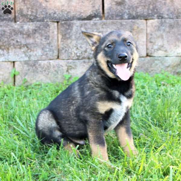 Lance, Blue Heeler Mix Puppy