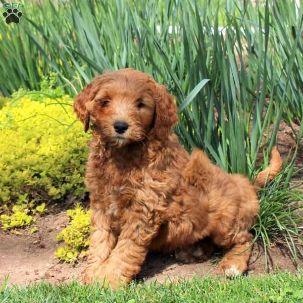Landon, Mini Goldendoodle Puppy