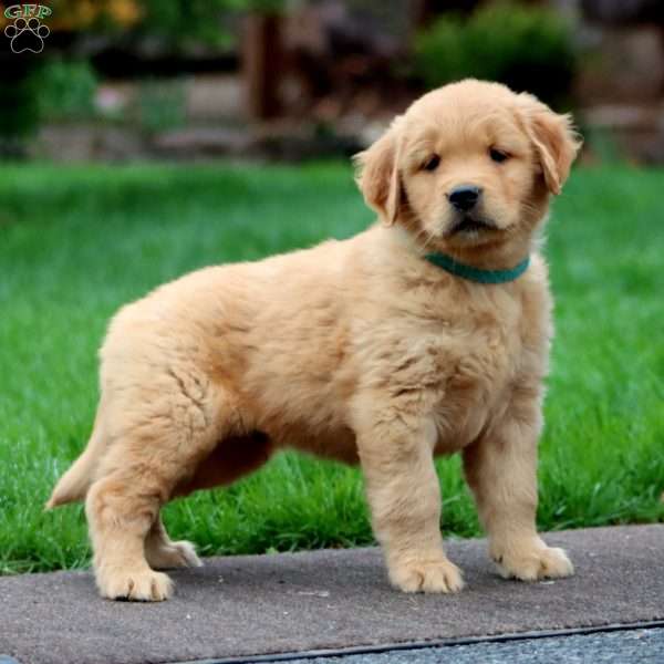 Landon, Golden Retriever Puppy