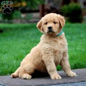 Landon, Golden Retriever Puppy