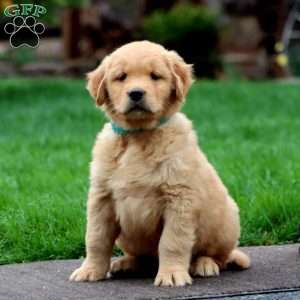 Landon, Golden Retriever Puppy