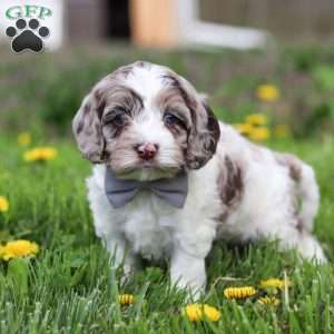 Lane, Cockapoo Puppy