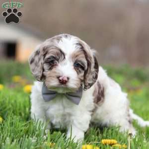 Lane - Cockapoo Puppy For Sale in Ohio