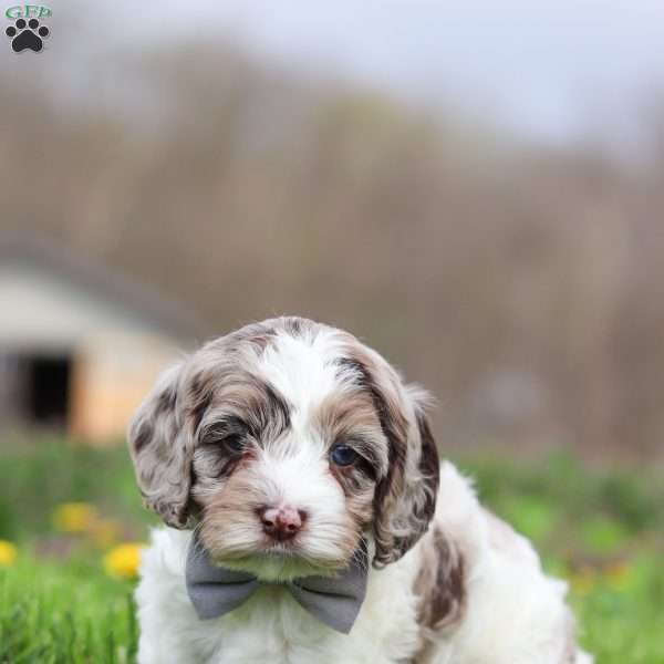 Lane, Cockapoo Puppy