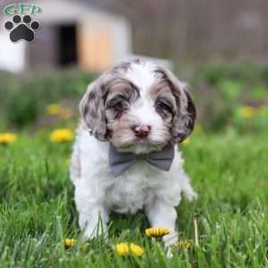 Lane, Cockapoo Puppy