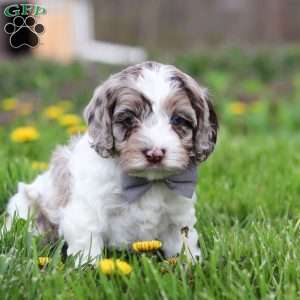 Lane, Cockapoo Puppy