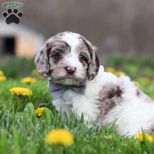 Lane, Cockapoo Puppy