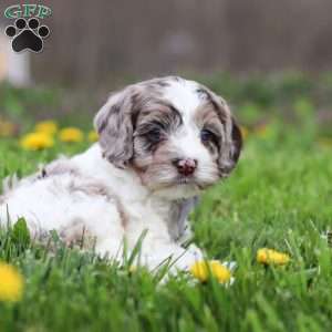 Lane, Cockapoo Puppy