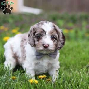 Lane, Cockapoo Puppy