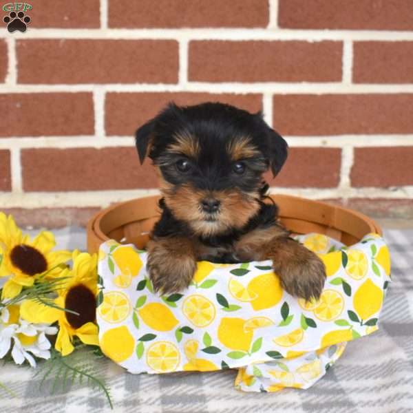 Latte, Yorkie Puppy