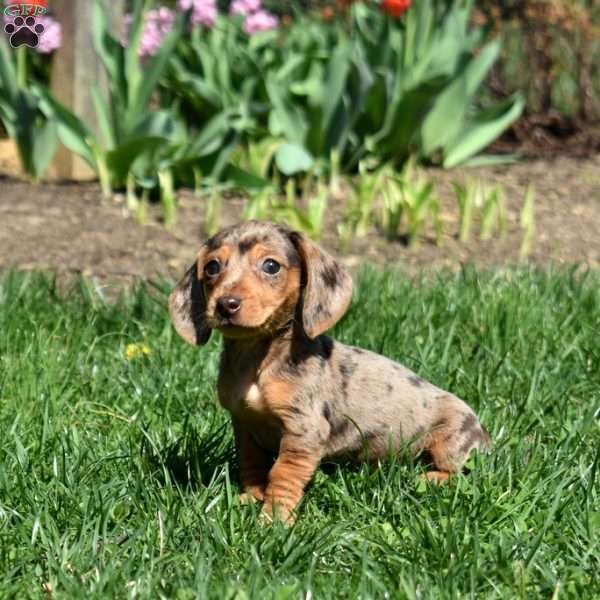 Latte, Dachshund Puppy
