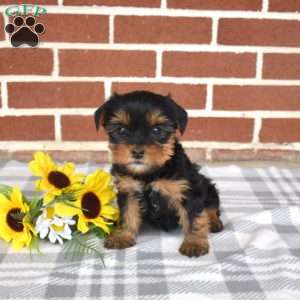 Latte, Yorkie Puppy