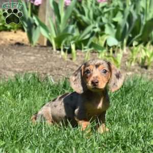 Latte, Dachshund Puppy