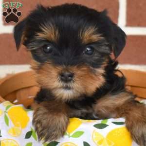Latte, Yorkie Puppy