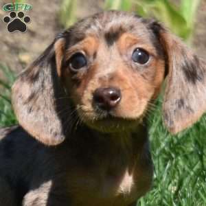 Latte, Dachshund Puppy