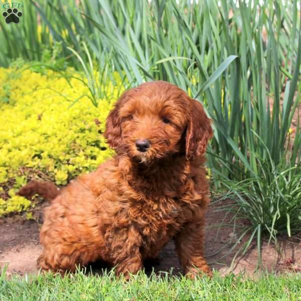 Lavendar, Mini Goldendoodle Puppy