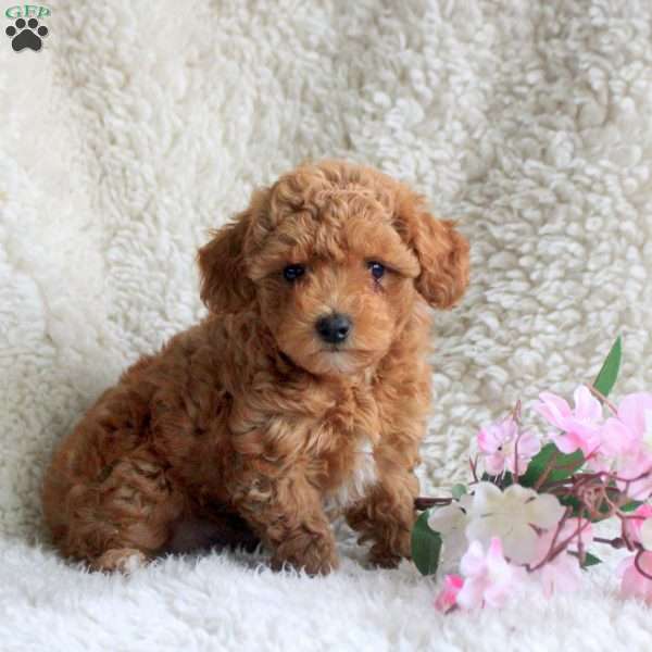 Layla, Toy Poodle Puppy