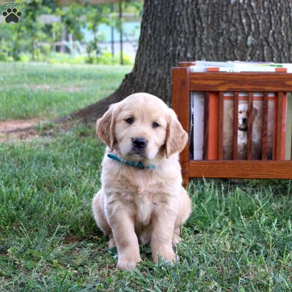 Lee, Golden Retriever Puppy