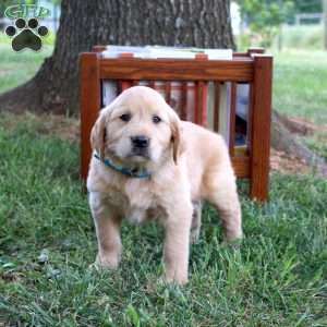 Lee, Golden Retriever Puppy