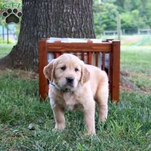 Lee, Golden Retriever Puppy