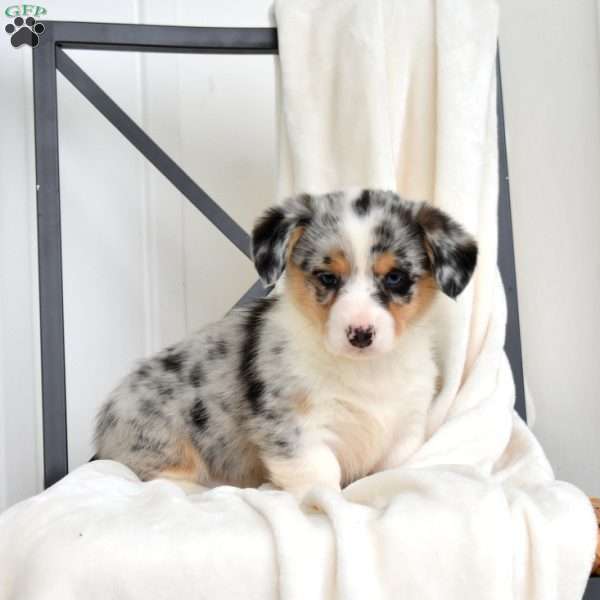 Legend, Pembroke Welsh Corgi Puppy