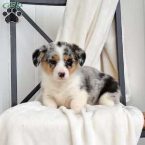Legend, Pembroke Welsh Corgi Puppy