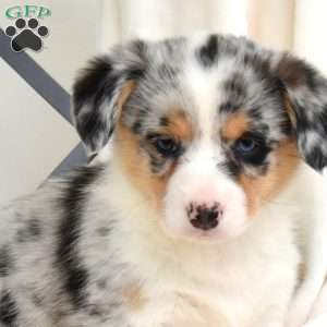 Legend, Pembroke Welsh Corgi Puppy