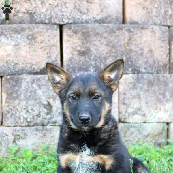 Legend, Blue Heeler Mix Puppy