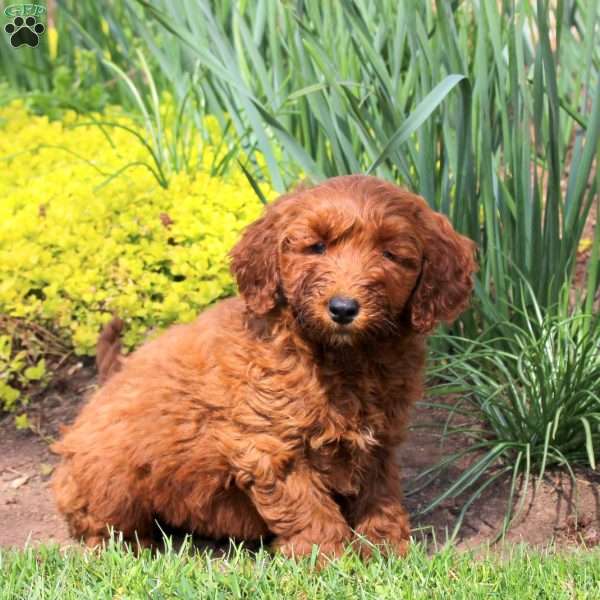 Leif, Mini Goldendoodle Puppy