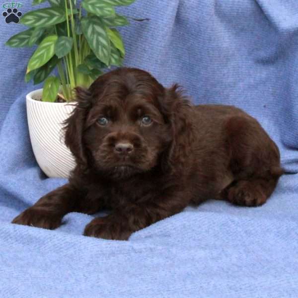 Lenny, Cocker Spaniel Puppy