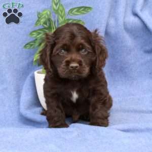 Lenny, Cocker Spaniel Puppy