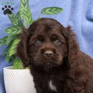 Lenny, Cocker Spaniel Puppy