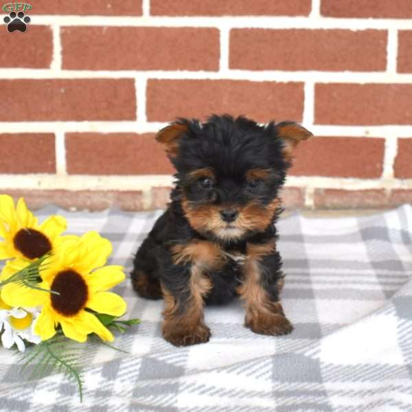 Leo, Yorkie Puppy