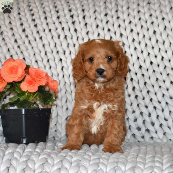 Leo, Cavapoo Puppy