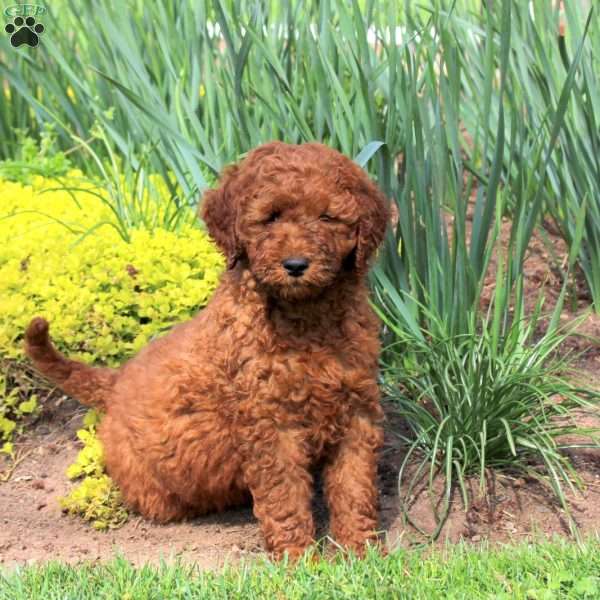 Leo, Mini Goldendoodle Puppy