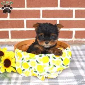 Leo, Yorkie Puppy