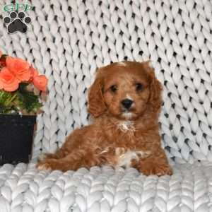 Leo, Cavapoo Puppy