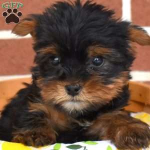 Leo, Yorkie Puppy