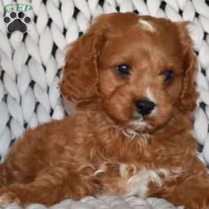 Leo, Cavapoo Puppy