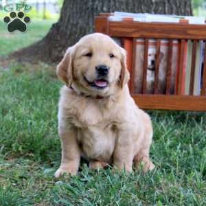 Leo, Golden Retriever Puppy