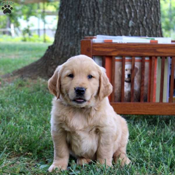 Leo, Golden Retriever Puppy