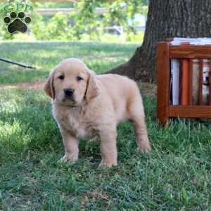 Leo, Golden Retriever Puppy