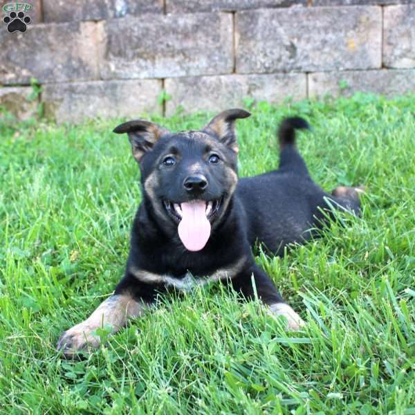 Leo, Blue Heeler Mix Puppy