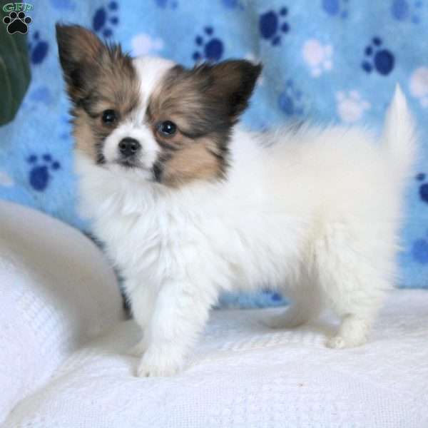 Lewis, Papillon Puppy