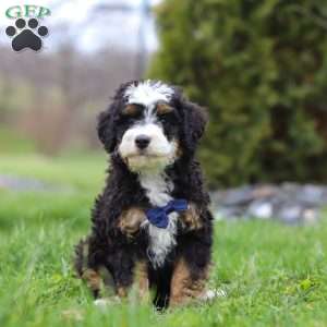 Liam, Mini Bernedoodle Puppy