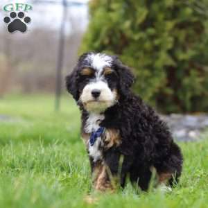 Liam, Mini Bernedoodle Puppy