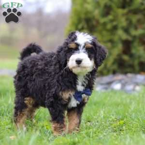 Liam, Mini Bernedoodle Puppy